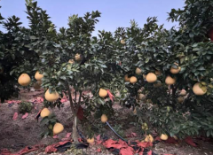 广丰湖丰：马家柚背后的“农业+旅游”生态链崛起之